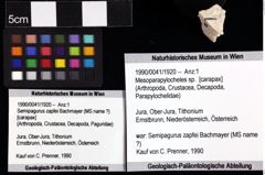 Foto (Objket + Etiketten) von Brachyura indet. 